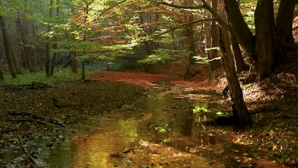 Sticker - Small stream flowing through an autumn forest with soft sunlight through the trees