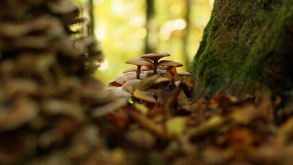 Wall Mural - Group of wild mushrooms growing on the base of a tree at an autumn forest