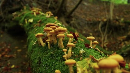 Poster - Slow zoom out shot of honey fungi growing on a mossy log in the forest during autumn