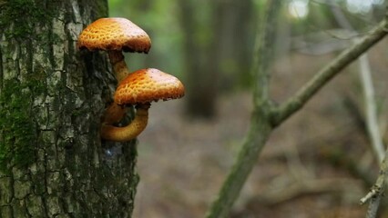 Sticker - Closeup of honey fungi growing on a trunk in the forest during autumn