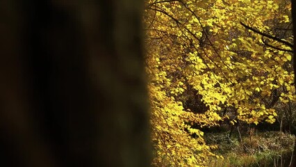 Sticker - Panning shot of a beautiful autumn scenery with yellow leaves on trees