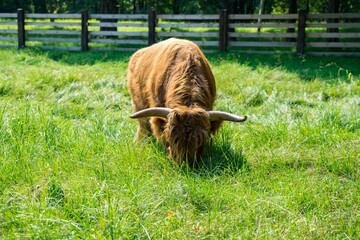 Sticker - Highland cattle (Bos taurus taurus) grazing in a fresh grass field on a summer day