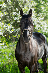 Canvas Print -  portrait of beautiful black  stallion posing  around  spring blossom apple  trees.