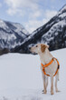 Portrait von jungem Labrador Retriever im Schnee in Winterlandschaft