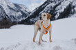 Portrait von Junghund im Schnee in österreichischer Gebirgslandschaft, Hund steht mit Brustgeschirr 