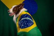 Cool Border Collie Dog Wearing The Flag Of Brazil Supporting Soccer World