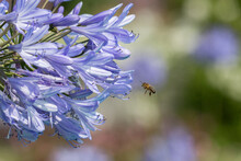 A Honey Bee Flying To The Blue Blossom Of A African Blue Lily 