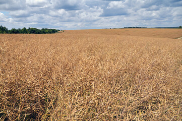 Wall Mural - Rapeseed pods ripen on the stems in the field.