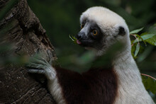 Close Up Portrait Of A Lemur