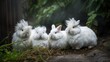 Angora Rabbit Family - A family of Angora Rabbits sitting together