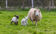 Ewe with twin lambs running in field. Young baby sheep with mother during Spring, isolated against green grass. Ireland