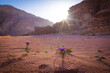 Wadi Rum w Jordanii. Fioletowe pustynne kwiaty na tle formacji skalnych.