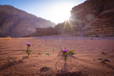 Fototapeta Fototapeta w kwiaty na ścianę - Wadi Rum w Jordanii. Fioletowe pustynne kwiaty na tle formacji skalnych.