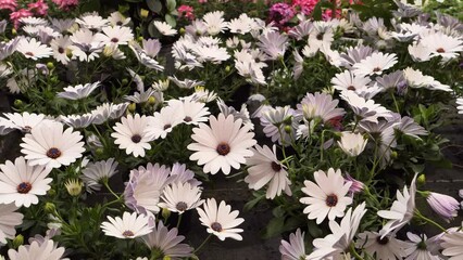 Wall Mural - White African daisies or daisybushes (Osteospermum)