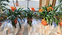On The Tiled Floor In The Foyer Of The Building Near The Windows Are Ceramic Pots With The Flowering Plant Clivia. Outside The Window The Area Is Paved With Pebbles