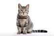 © Eyestetix Studio - british cat isolated on white background