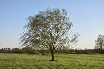 Sticker - Weeping Willow Tree in a Field