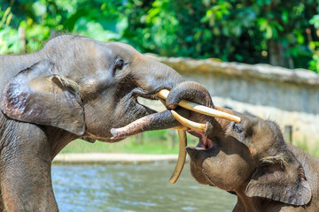 the borneo pigmy elephant is the largest land mamal in borneo. it can grow up to 2 - 2.5 m in height