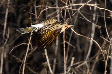 Wall Mural - Male northern flicker or common flicker (Colaptes auratus) in flight