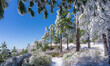Snowy pine tree hill sunny