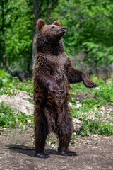 Wall Mural - wild brown bear in the summer forest. animal in natural habitat. wildlife scene