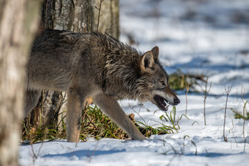 Wall Mural - Wolf in the forest up close. Wild animal in the natural habitat