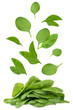 Levitation of spinach leaves isolated on a transparent background.