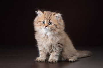 Wall Mural - Small fluffy kitten on a brown background. Cute british kitten