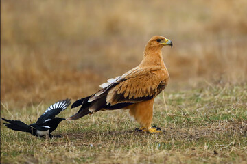 Wall Mural - Spanish imperial eagle (Aquila adalberti), also Iberian imperial eagle, sitting on the ground and a magpie pulling him by the tail in a yellow autumn meadow. 