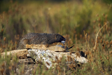 Canvas Print - The Egyptian mongoose (Herpestes ichneumon), also known as ichneumon, mongoose with prey. The mongoose eats the remains of a pigeon in the yellow grass.