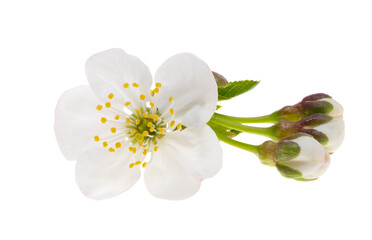 Poster - flowers cherries isolated