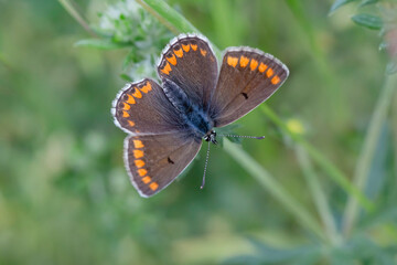 Wall Mural - small brown lycaenidae butterfly with opened wings