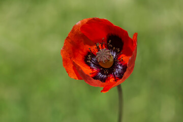 Canvas Print - red poppy flower against green grass