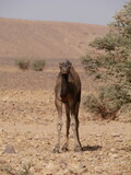 Fototapeta Zwierzęta - camel looking straight ahead