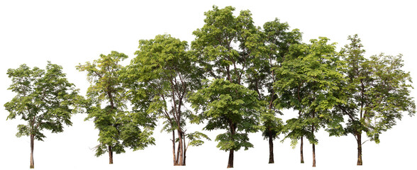 Poster - PNG smll forest and tree in a row with removed original background for new background replacement