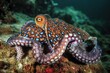 © Stipe - Discover the Beauty of Underwater Life: Octopus Hunting in Vibrant Coral Reef