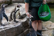 © Simon - Penguin feeding