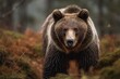 Capturing the grace and power of the Cantabrian brown bear