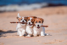 Playing Jack Russel Terrier Puppies