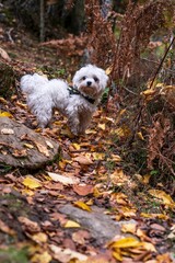 Poster - Vertical shot of a playful Maltese dog on the foliage in the forest of Hayedo de Montejo in Madrid