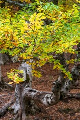 Poster - Vertical shot of the colorful leaves on the tree in Hayedo de Montajo, Madrid