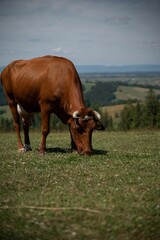 Sticker - Healthy, brown cow grazing in the green field, vertical