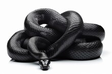 Two Black Snakes In A Knot Isolated On White Background. 3D Illustration. Generative AI
