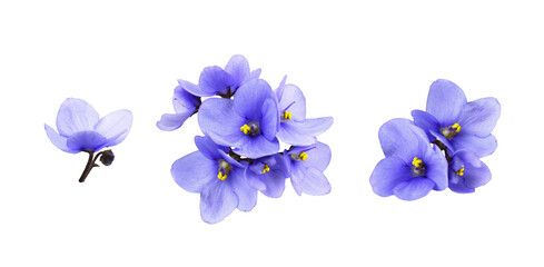Wall Mural - set of violet flowers isolated on white or transparent background