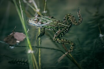 Canvas Print - Closeup of an aquatic frog swimming in the water with plants