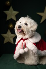 Wall Mural - Fluffy Coton Tulear dog with a Christmas robe on the background of stars decorations