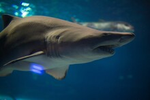 Closeup Shot Of A Sand Tiger Shark Swimming In A Huge Aquarium In The Daylight