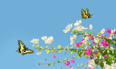 Wall Mural - flying butterflies and flowers of bougainvillea against blue sky abstract natural background. Machaon papilio butterfly and south tropical beautiful plant. floral wild nature image.