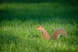 Closeup shot of a single brown squirrel in a green grass.