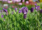 Fototapeta Lawenda - lawenda francuska, Lavandula dentata, fringed lavender, French lavender